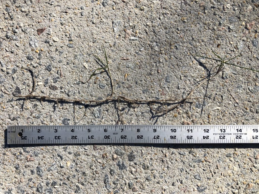 Rhizome Ruler Comparison Size