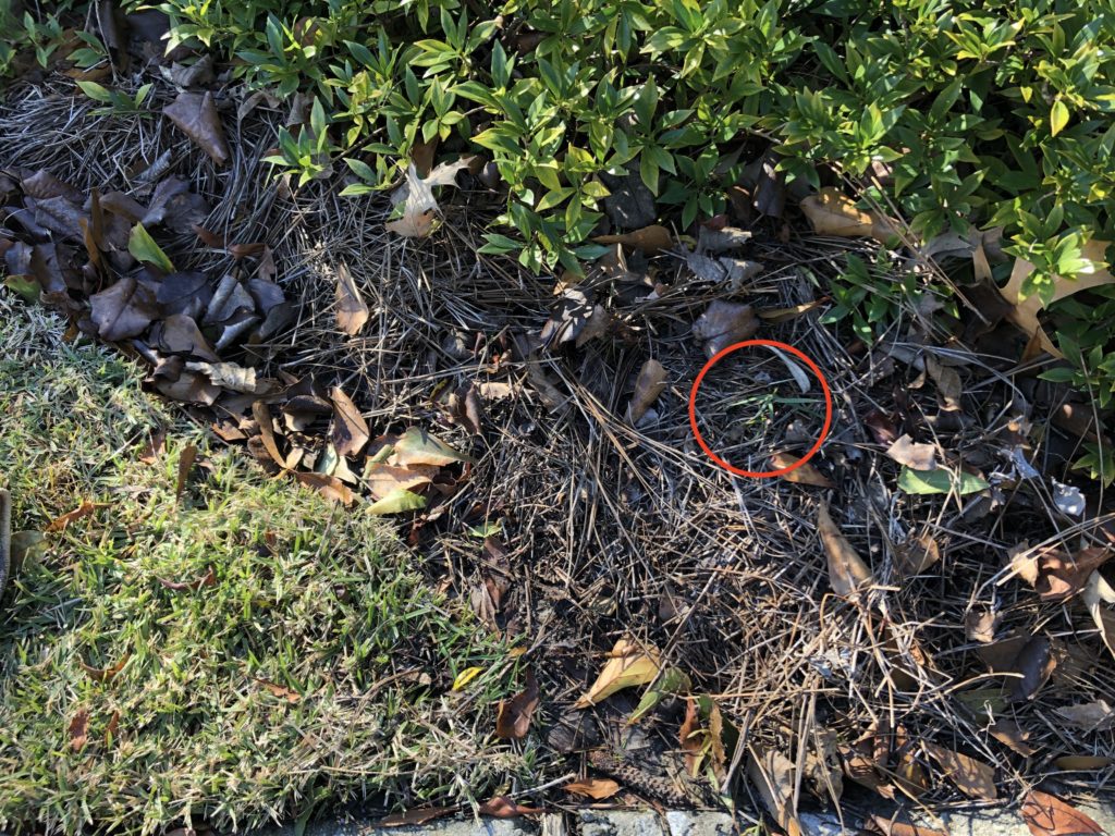 Rhizome Close Up In Lawn