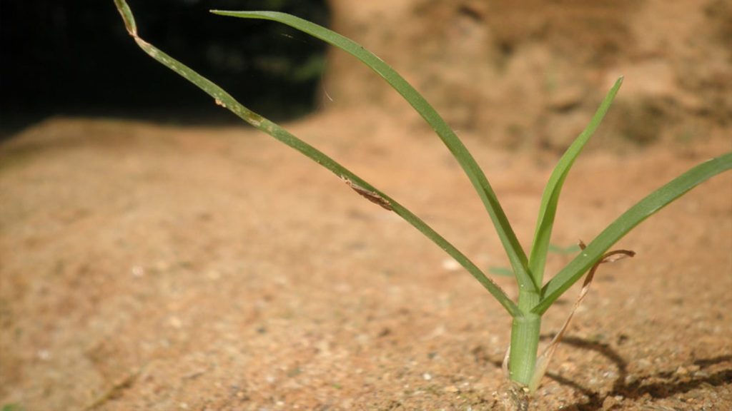 Sandy Soil Close Up