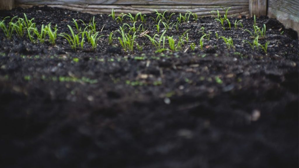Loamy Soil
