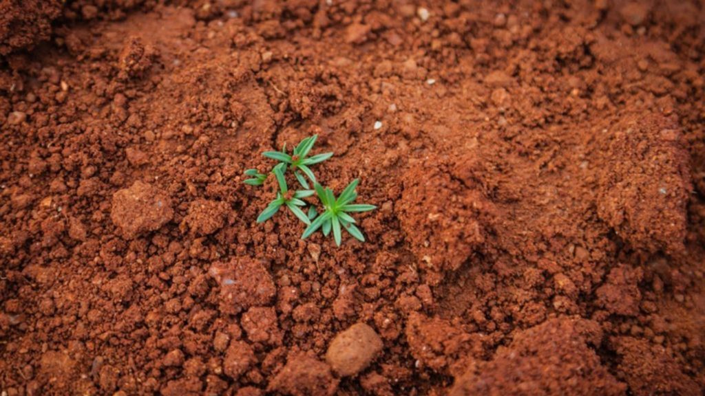 Clay Soil Close Up