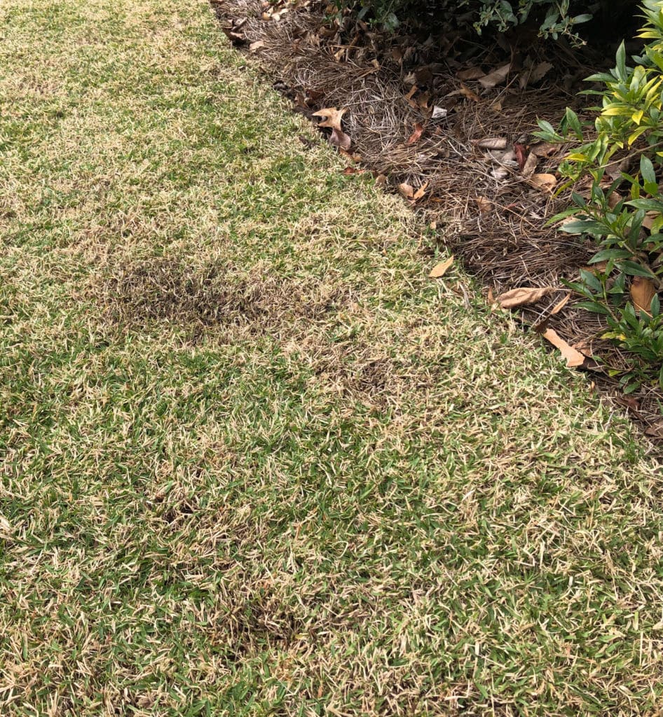 High Spot Clipped Lawn