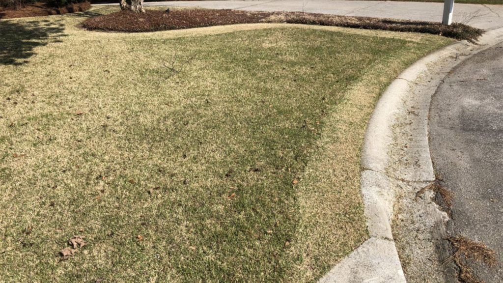 Mowing Lawn Buzz Cut