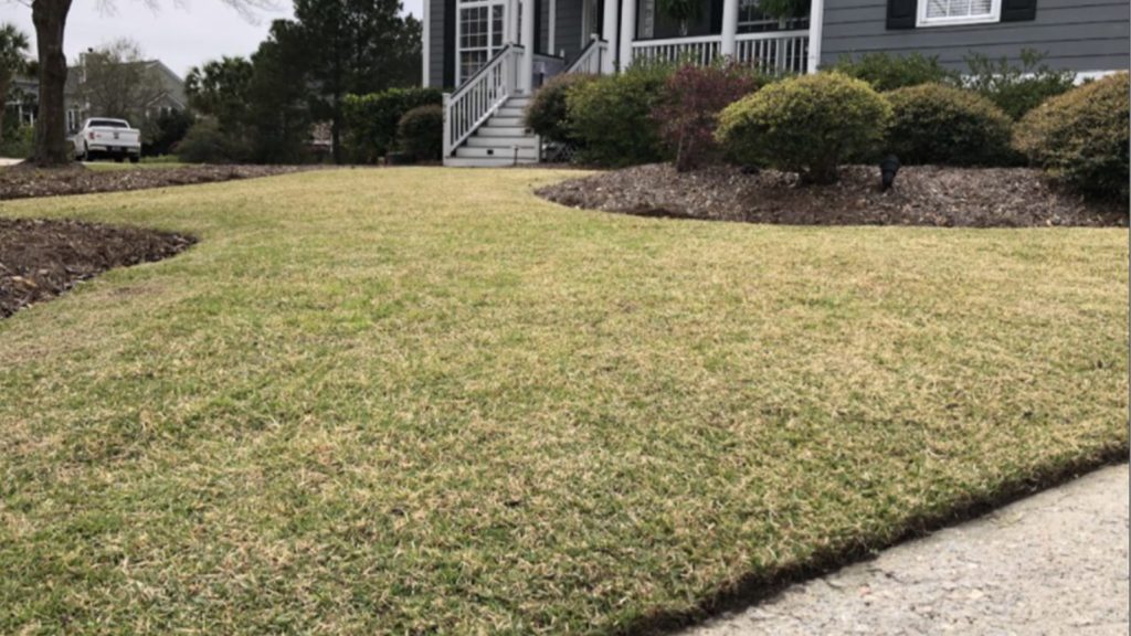 Empire Zoysia Grass Dormant