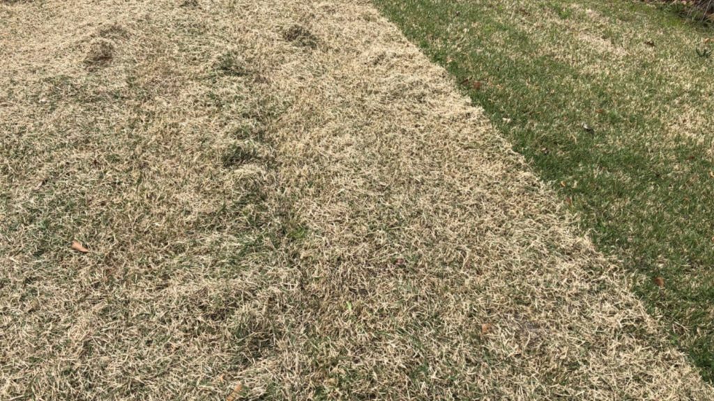 Lawn Clipping During Mow
