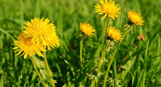 Weed Dandelion