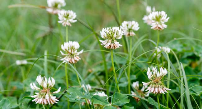 Weed Clover