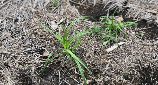 Weed Yellow Nutgrass