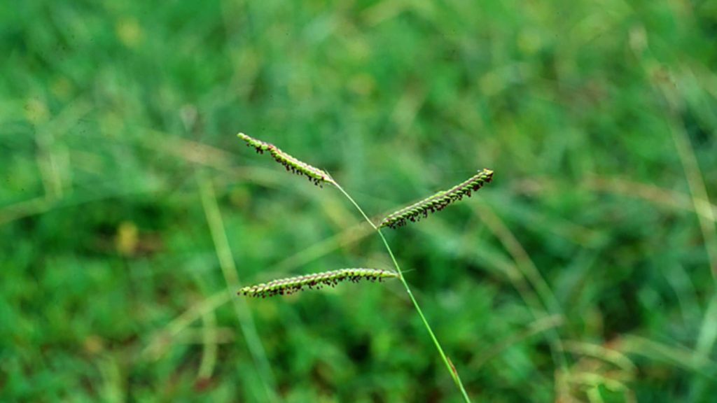 dallisgrass weed close up single