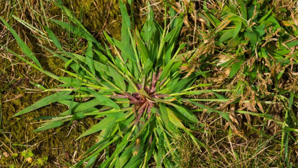 how to get rid of crabgrass