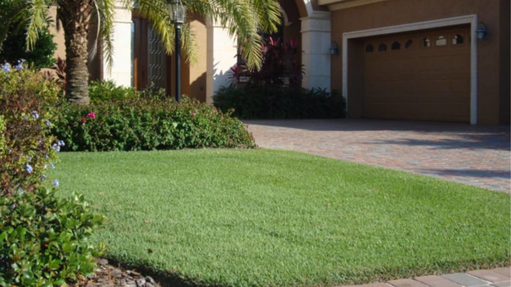Empire Zoysia Grass Yard Home Lawn