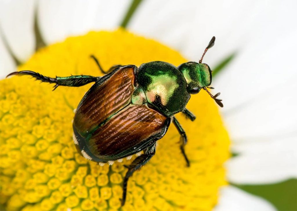 Japanese Beetle Close Up On Flower