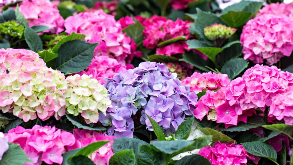 Color Flower Purple White And Pink Hydrangeas