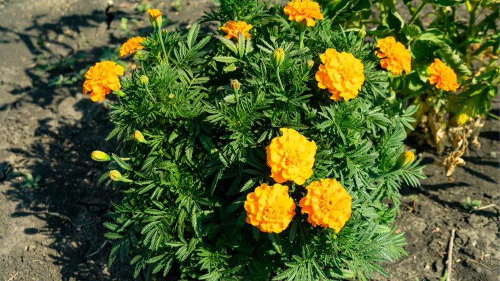 Flower Marigold
