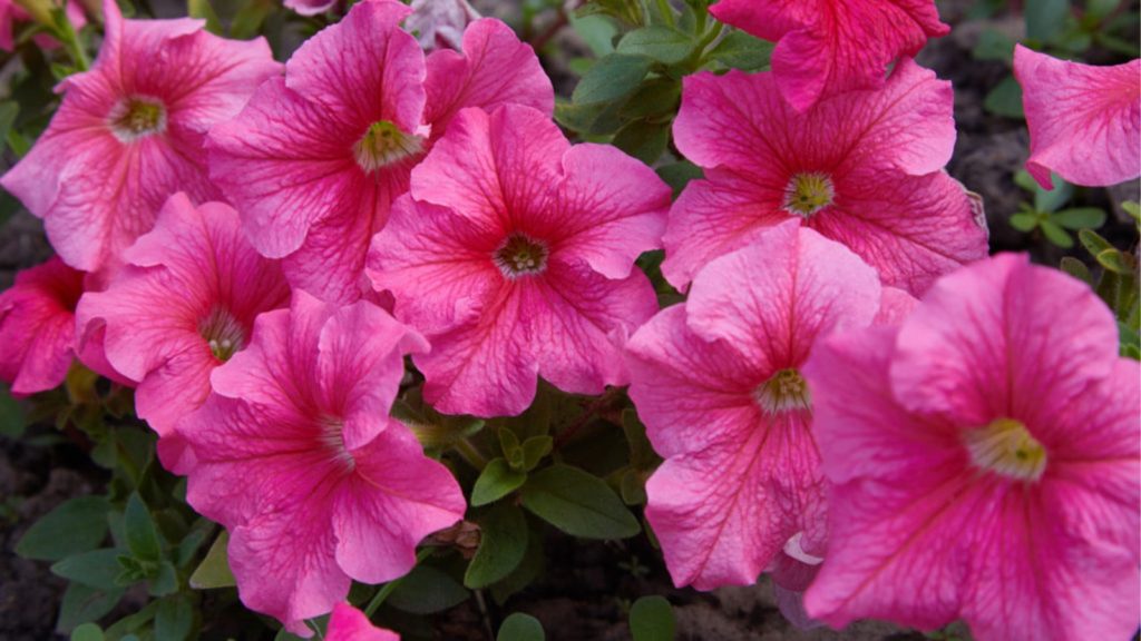 Flower Pink Petunias