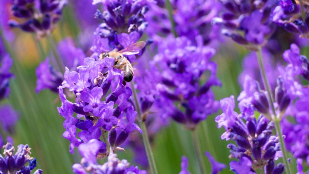 Flower Purple Lavender