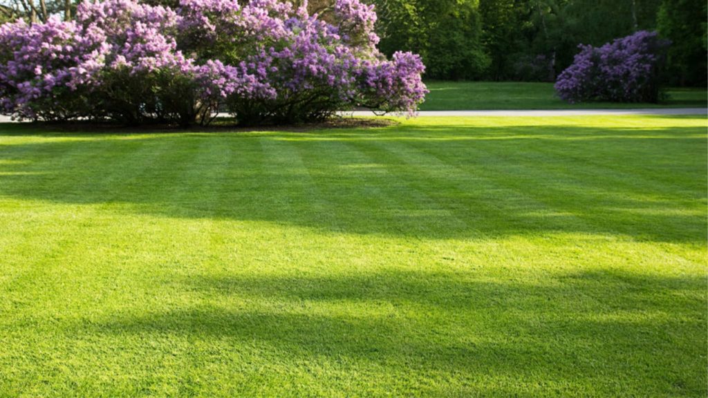 How to Lay Sod in the Spring