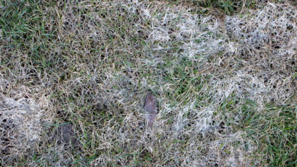Snow Mold On Lawn