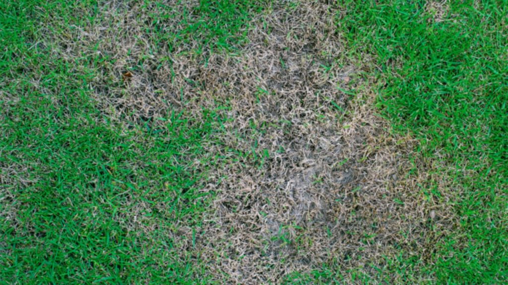 Brown Patch Fungus