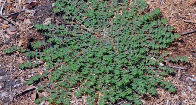 Weed Spurge
