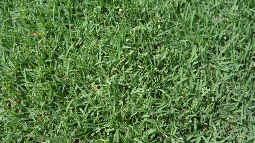 Celebration Bermuda Grass Top View