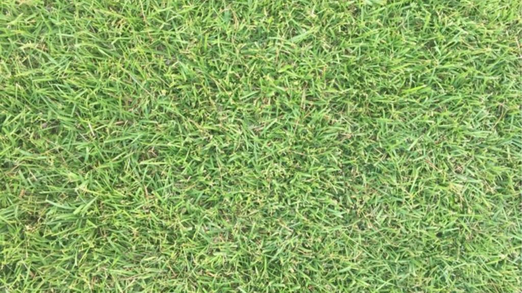 Top View Of Centipede Grass