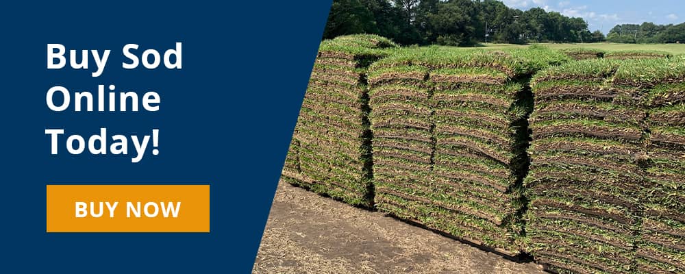 Buy Sod Online Today