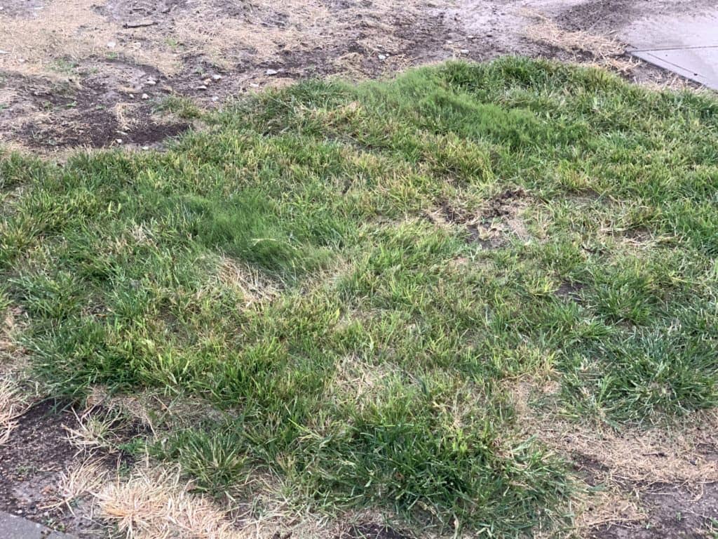 Untreated Pre Emergent Plot
