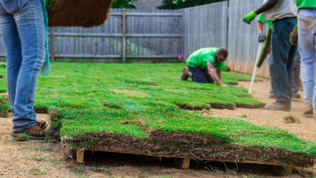 Workers Laying New Sod Pallet