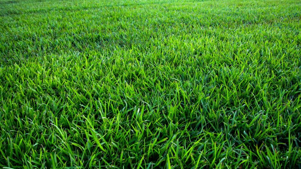 Santee Centipede Grass Gulf Coast