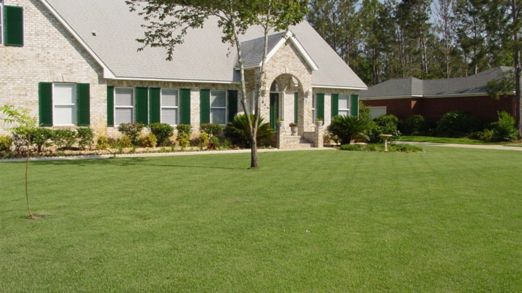 Home Front Lawn Empire Zoysia Grass