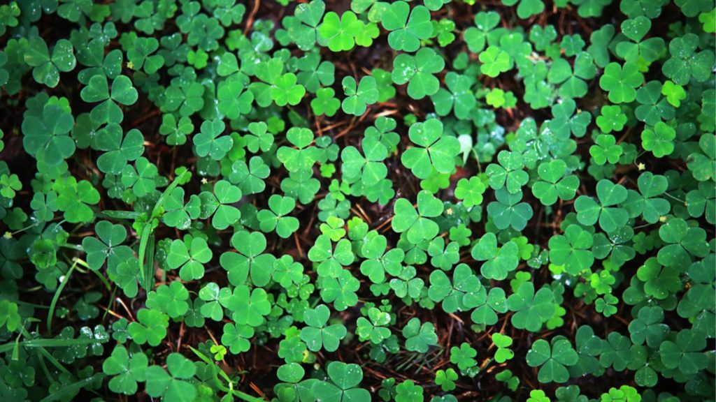 Close Up Of Clover Weed