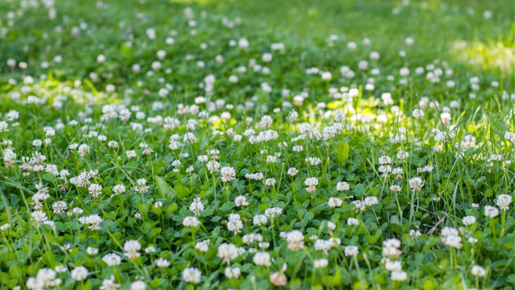 Great Amount Of Clover In Grass