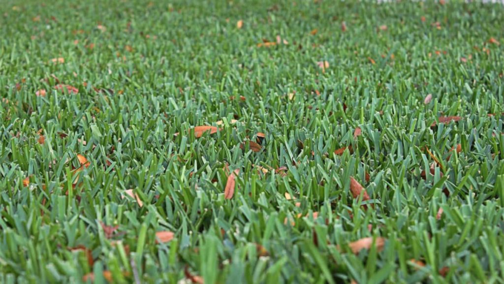 Palmetto St Augustines Grass Blades