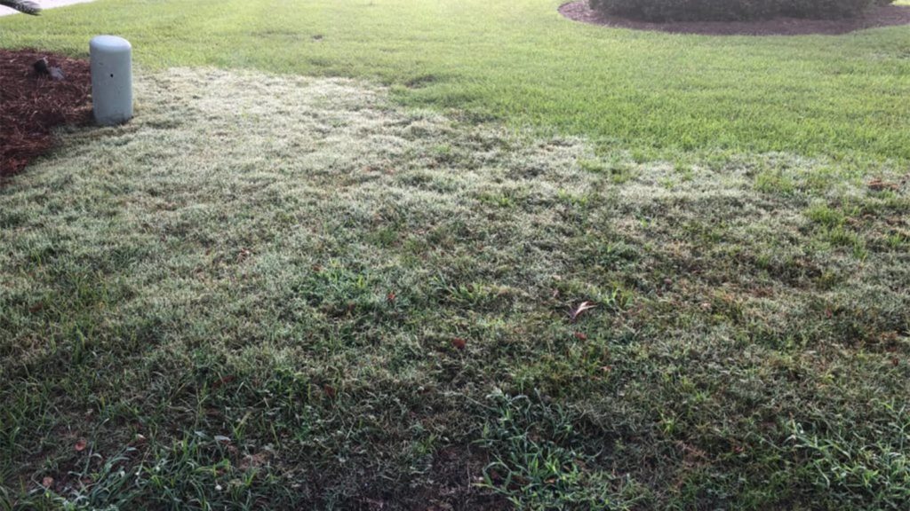 Dew On Bermudagrass Invading Zoysia Lawn