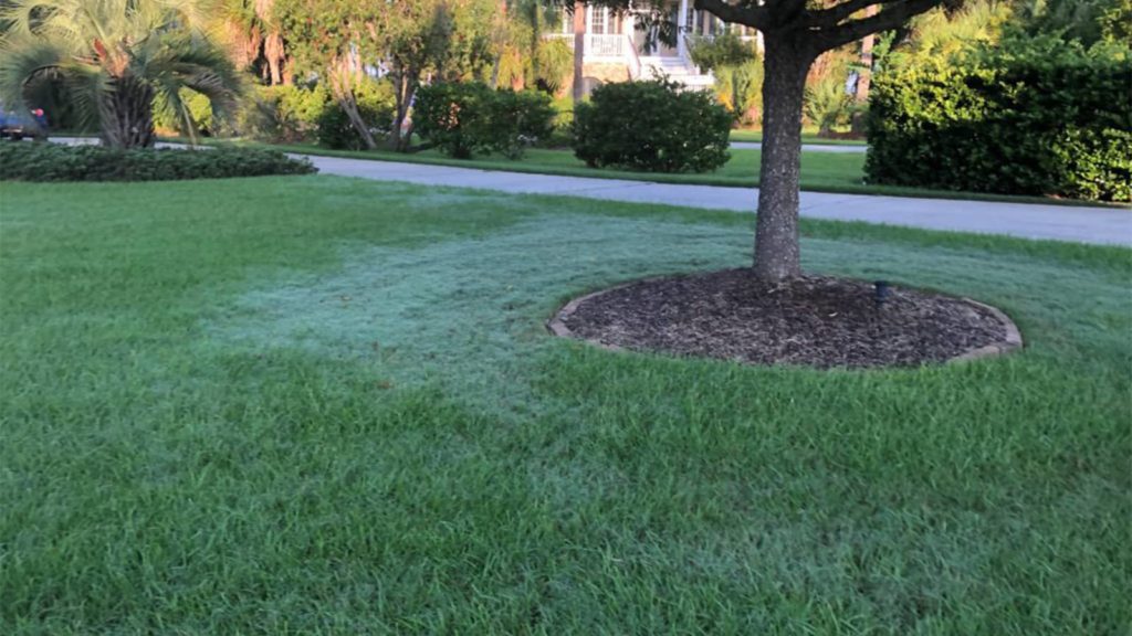 Dew On Bermudagrass Invading Zoysia Lawn Home Tree
