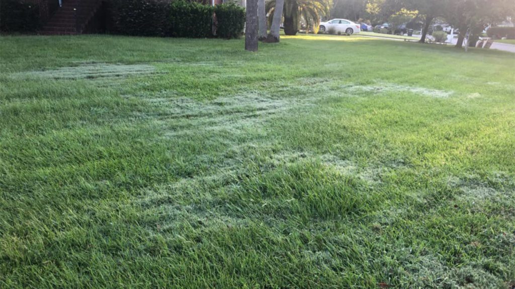 Dew On Bermudagrass Invading Zoysia Lawn Close Up Tall Grass
