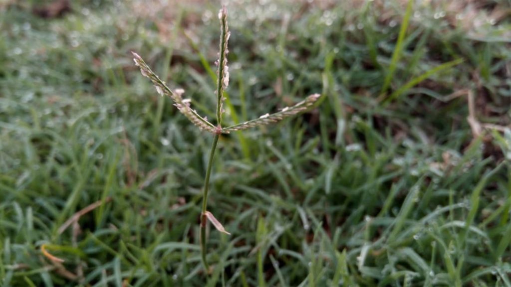 bermuda grass seed head