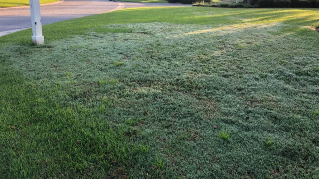 Dew On Bermudagrass Invading Zoysia Lawn Close Up