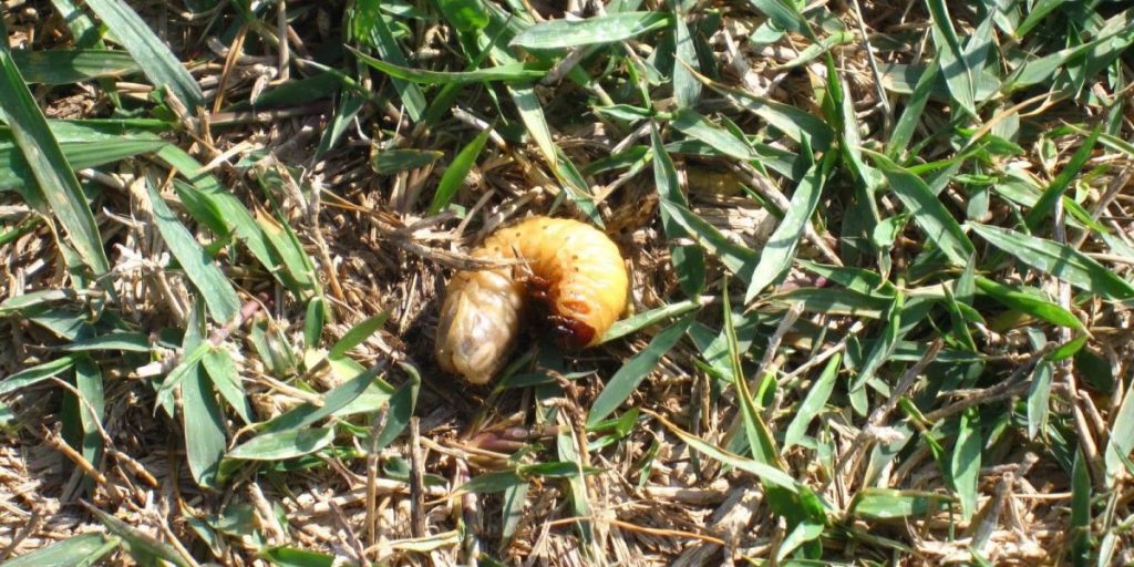 Grub worm in grass
