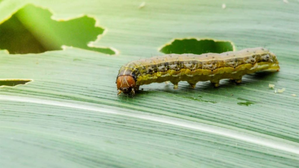 Armyworm Close up