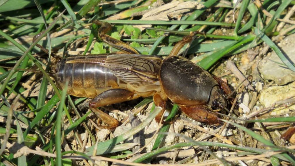 Mole Cricket Laying In Grass