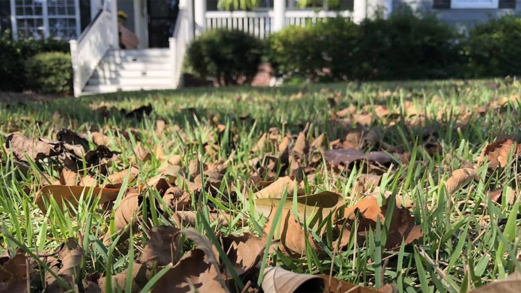 Fall Time Leaves On Grass Front Lawn