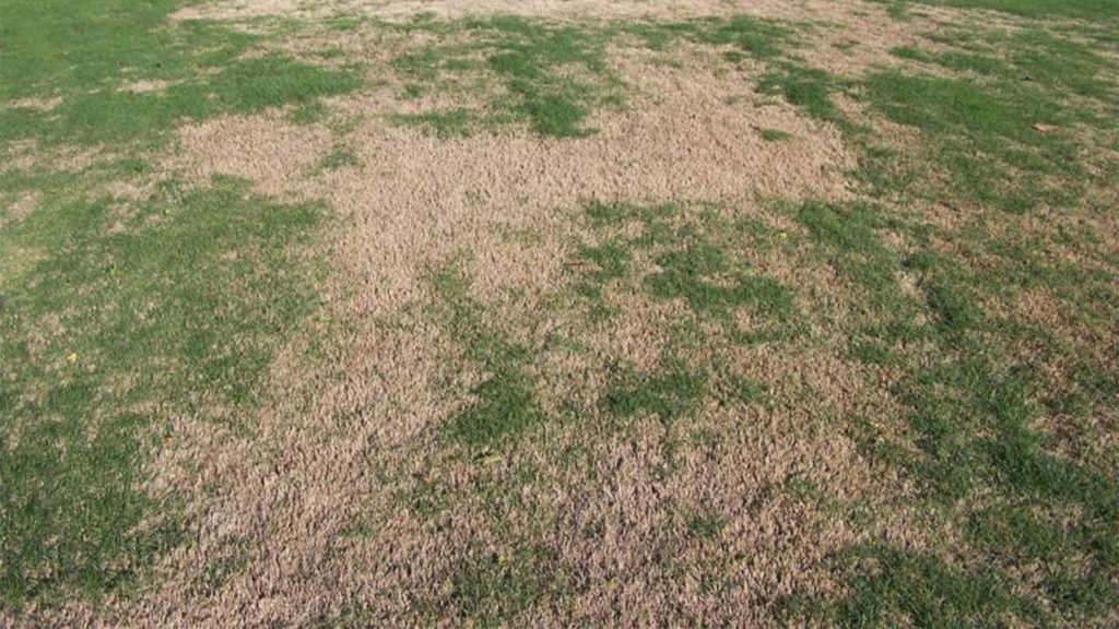 Large Patch Diease In Grass