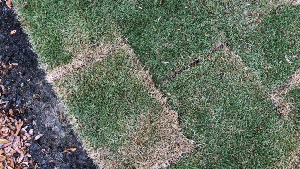 Sod Edges Drying Out