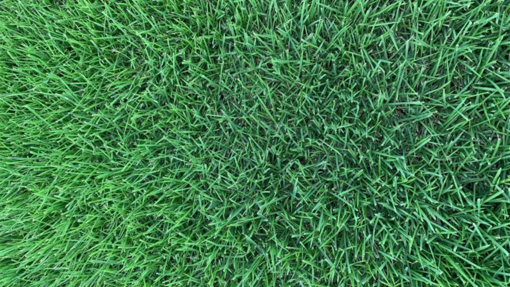 Innovation Zoysia Color Dark Green Min