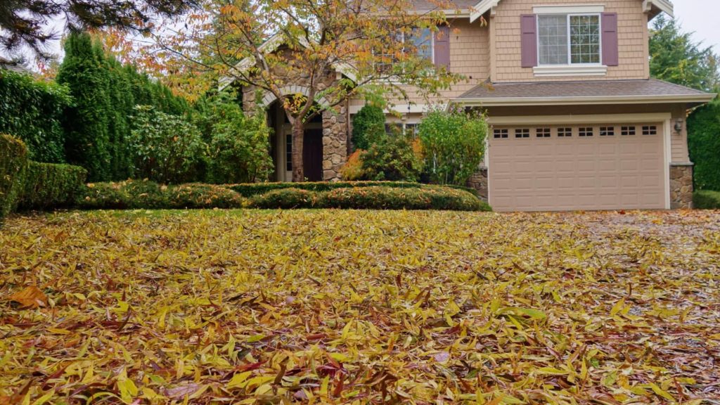 Fall Time Home Grass Covered In Leaves