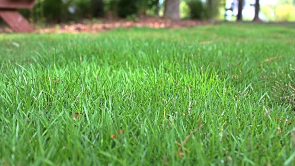 Geo Zoysia Color Deep Green Min
