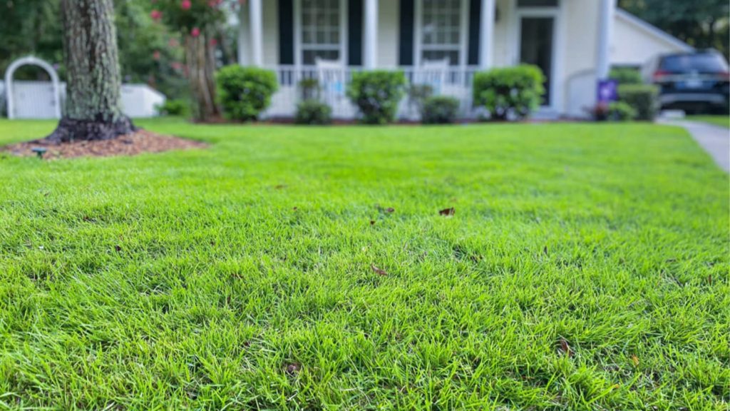 Innovation Zoysia Grass Front Yard Carolina Home Lawn