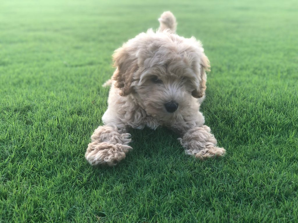 Dog on Latitude 36